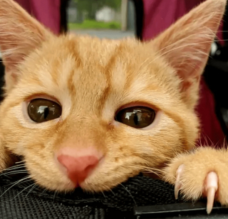 Illustration de l'article : 14 photos désopilantes de chats qui ne font décidément rien comme les autres