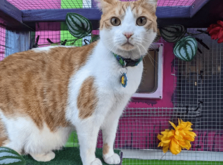 Illustration de l'article : 14 photos désopilantes de chats qui ne font décidément rien comme les autres