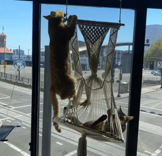 Illustration de l'article : 14 photos désopilantes de chats qui ne font décidément rien comme les autres