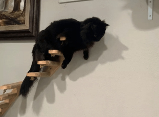 Illustration de l'article : 14 photos désopilantes de chats qui ne font décidément rien comme les autres