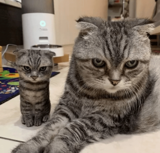 Illustration de l'article : 14 photos désopilantes de chats qui ne font décidément rien comme les autres