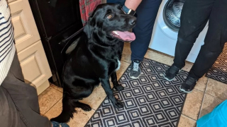 Illustration de l'article : Un Labrador tombe dans un égout profond de 3 mètres, association et pompiers sont appelés à l'aide
