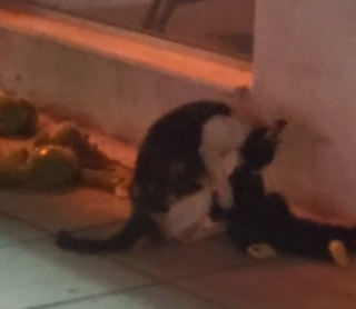 Illustration de l'article : Un chat cleptomane multirécidiviste s'introduit dans un magasin pour voler des animaux en peluche (vidéo)