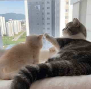 Illustration de l'article : 20 photos adorables de chats Munchkin qui vous séduiront avec leurs courtes pattes