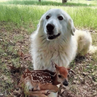 Illustration de l'article : 13 photos saisissantes d'animaux dont les comportements rappellent ceux des humains