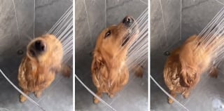 Illustration de l'article : 13 photos saisissantes d'animaux dont les comportements rappellent ceux des humains