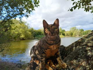 Illustration de l'article : Voici Hanny, chatte Bengal que rien n'arrête, pas même son handicap