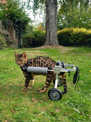 Illustration de l'article : Voici Hanny, chatte Bengal que rien n'arrête, pas même son handicap