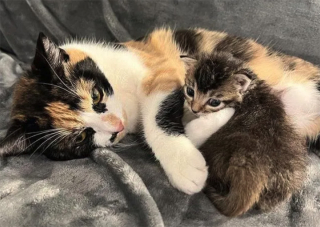 Illustration de l'article : Une chatte et son petit adoptent un bébé orphelin sous le regard attendri de leur famille d’accueil