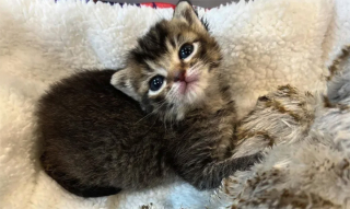 Illustration de l'article : Une chatte et son petit adoptent un bébé orphelin sous le regard attendri de leur famille d’accueil
