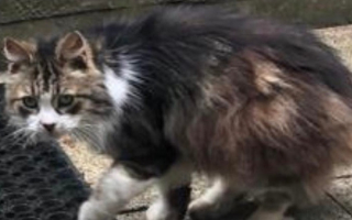 Illustration de l'article : Elle met des mois à gagner la confiance d'un chat errant et découvre qu'on l'a perdu 10 ans plus tôt