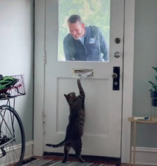 Illustration de l'article : Ce chat attend impatiemment l'arrivée du facteur pour leur petit jeu quotidien (vidéo)