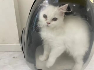 Illustration de l'article : "J'en prendrai soin" : l'émouvant message de la gérante d'un bar à chats ayant découvert un félin déposé par son propriétaire gravement malade