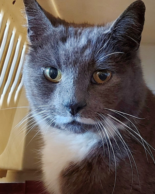 Illustration de l'article : Sans nouvelles de son chat depuis 5 ans, elle tombe à son réveil sur des photos de lui sur la page d’un refuge