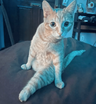 Illustration de l'article : 15 photos de chats rappelant que la normalité est un concept qui leur est totalement étranger