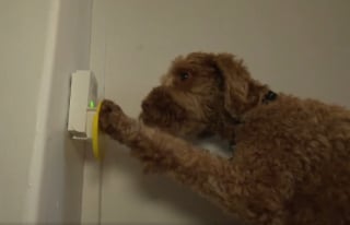 Illustration de l'article : Pour cette jeune femme diabétique, Sal la Labradoodle est bien plus qu'une bouée de sauvetage