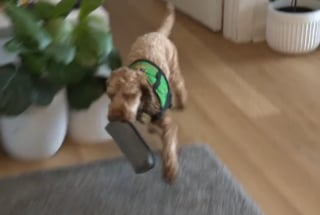Illustration de l'article : Pour cette jeune femme diabétique, Sal la Labradoodle est bien plus qu'une bouée de sauvetage