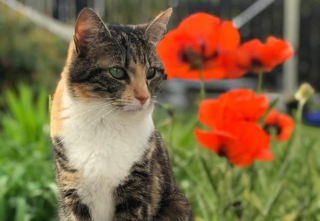 Illustration de l'article : Elle voit en rêve son chat perdu enfermé dans une église et décide à son réveil de s'y rendre