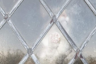 Illustration de l'article : Elle voit en rêve son chat perdu enfermé dans une église et décide à son réveil de s'y rendre