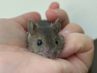 Illustration de l'article : 14 photos racontant l'histoire touchante du sauvetage d'une souris qui semblait condamnée