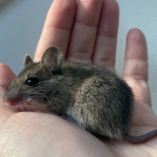 Illustration de l'article : 14 photos racontant l'histoire touchante du sauvetage d'une souris qui semblait condamnée