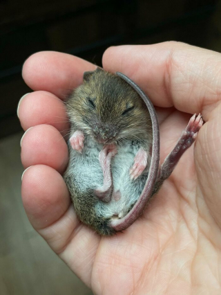 Illustration de l'article : 14 photos racontant l'histoire touchante du sauvetage d'une souris qui semblait condamnée