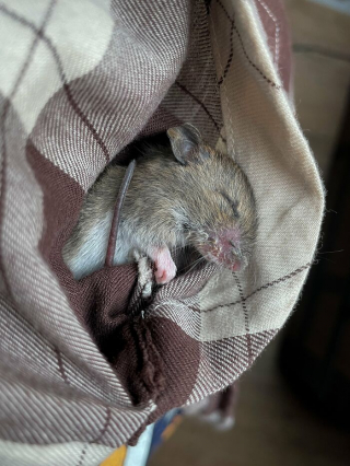 Illustration de l'article : 14 photos racontant l'histoire touchante du sauvetage d'une souris qui semblait condamnée