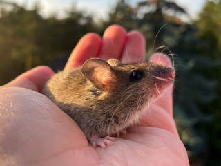 Illustration de l'article : 14 photos racontant l'histoire touchante du sauvetage d'une souris qui semblait condamnée
