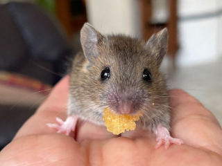 Illustration de l'article : 14 photos racontant l'histoire touchante du sauvetage d'une souris qui semblait condamnée
