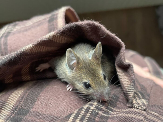 Illustration de l'article : 14 photos racontant l'histoire touchante du sauvetage d'une souris qui semblait condamnée