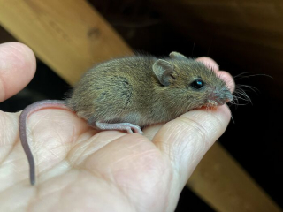 Illustration de l'article : 14 photos racontant l'histoire touchante du sauvetage d'une souris qui semblait condamnée
