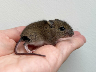 Illustration de l'article : 14 photos racontant l'histoire touchante du sauvetage d'une souris qui semblait condamnée