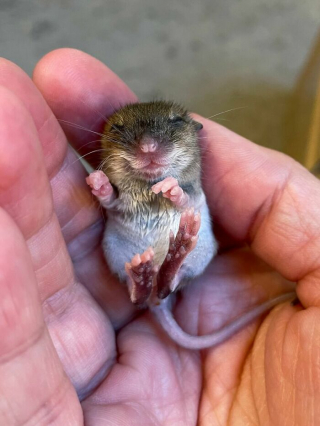 Illustration de l'article : 14 photos racontant l'histoire touchante du sauvetage d'une souris qui semblait condamnée