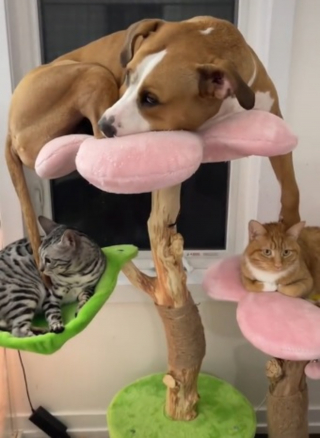 Illustration de l'article : Cette chienne se prenant pour la "reine de la jungle" a décidé de s'offrir le meilleur emplacement sur l'arbre à chat (vidéo)