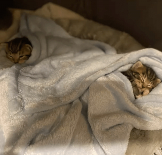 Illustration de l'article : 14 photos mignonnes à souhait de chats s'étant emmitouflés pour se protéger du froid 