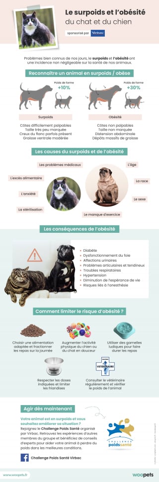 Illustration de l'article : Évaluer le score d'état corporel de son chien ou de son chat