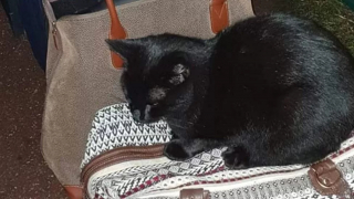 Illustration de l'article : Un chat monte à bord d'un bus et se retrouve à 70 kilomètres de chez lui à l'insu de sa famille