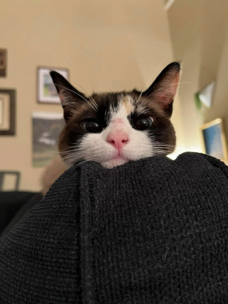 Illustration de l'article : 20 photos désopilantes de chats affichant leurs plus belles grimaces