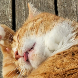 Illustration de l'article : 20 photos désopilantes de chats affichant leurs plus belles grimaces