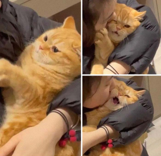 Illustration de l'article : 20 photos désopilantes de chats affichant leurs plus belles grimaces