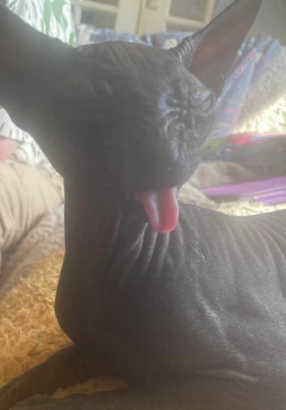 Illustration de l'article : 20 photos désopilantes de chats affichant leurs plus belles grimaces
