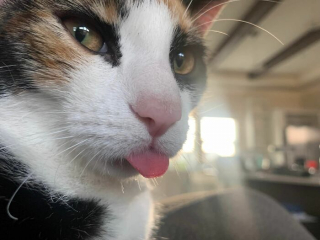 Illustration de l'article : 20 photos désopilantes de chats affichant leurs plus belles grimaces