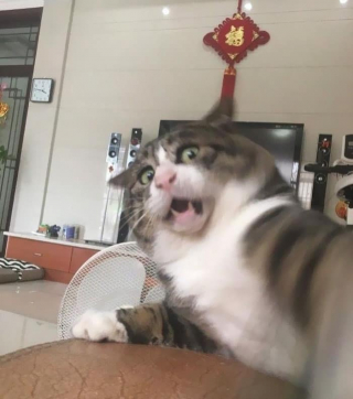 Illustration de l'article : 20 photos désopilantes de chats affichant leurs plus belles grimaces