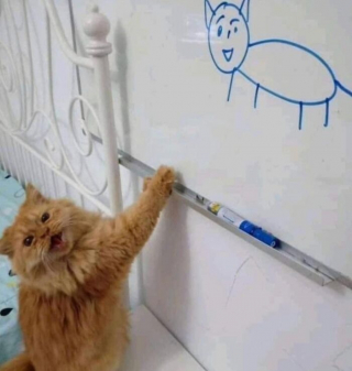 Illustration de l'article : 20 photos désopilantes de chats affichant leurs plus belles grimaces