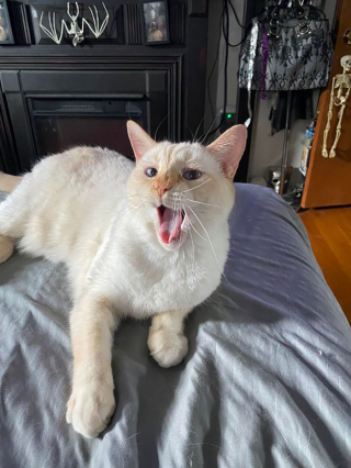 Illustration de l'article : 20 photos désopilantes de chats affichant leurs plus belles grimaces