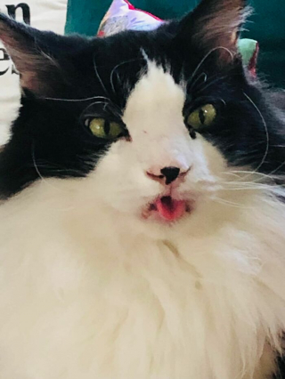 Illustration de l'article : 20 photos désopilantes de chats affichant leurs plus belles grimaces