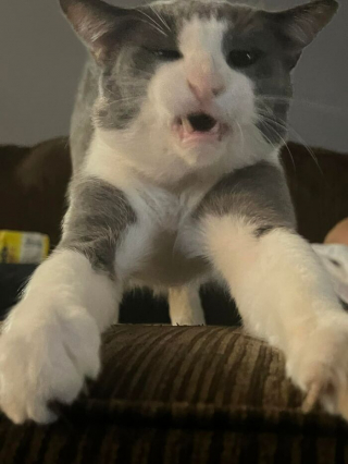 Illustration de l'article : 20 photos désopilantes de chats affichant leurs plus belles grimaces