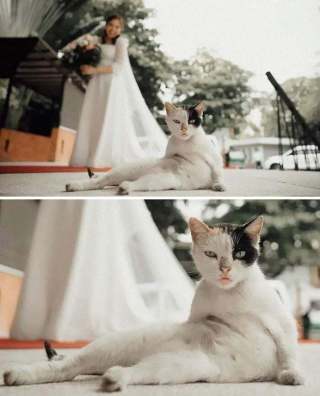 Illustration de l'article : 20 photos désopilantes de chats affichant leurs plus belles grimaces