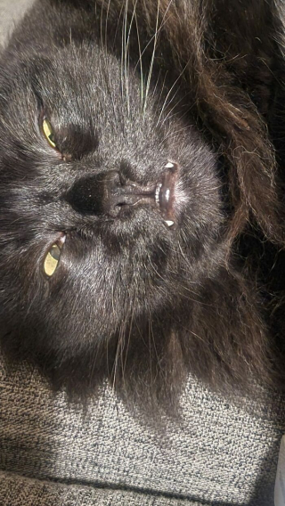 Illustration de l'article : 20 photos désopilantes de chats affichant leurs plus belles grimaces