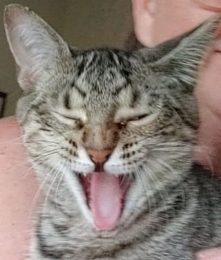 Illustration de l'article : 20 photos désopilantes de chats affichant leurs plus belles grimaces